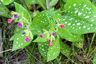 Pulmonaria montana